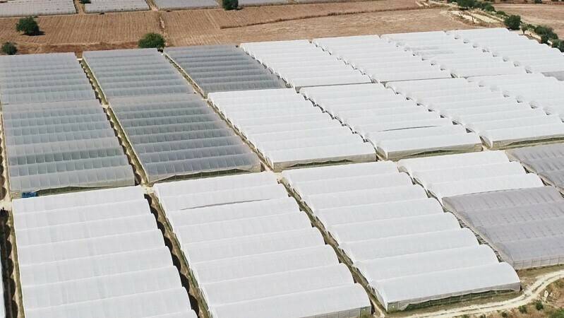 Arrigoni Prisma on tomato Sicilia|Biorete 50 A.P. and Agritela Riflex|Arrigoni-Arricover-1